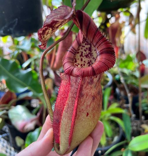 Is it Nepenthes burbidgeae x villosa or eddy? Either way it’s an awesome plant! (at Colorado S