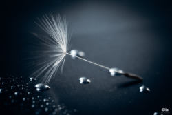 lensblr-network:  Lightness #2 by Light &amp; Clouds (Dandelion seed) by Light &amp; Clouds photography  (light-and-clouds.tumblr.com)