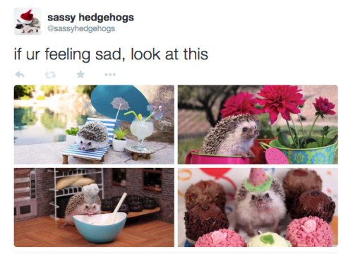 Baby Animal Posts