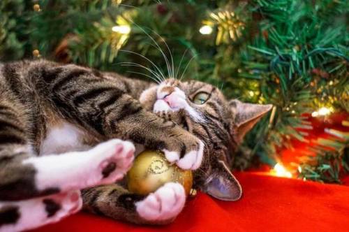 adelphicoracle: ainawgsd: Christmas Cats Adorable ornaments