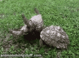 animalsdoingstuff:  &ldquo;I got your back bro.&rdquo; 