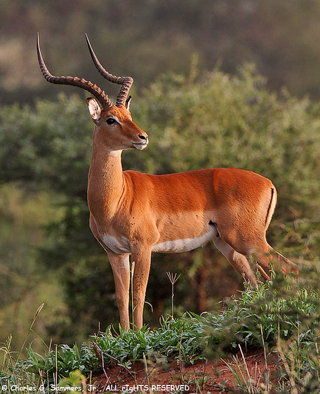 Impala (Aepyceros melampus)