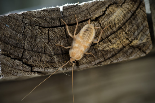 albino