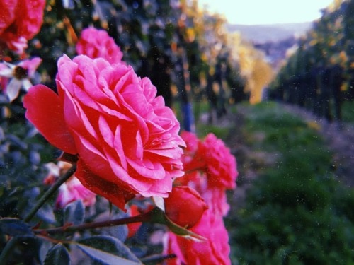 ° ° ° #flowers #pinkroses #nature #pretty #blossom #spring #flowersofinstagram #botanical #florals #