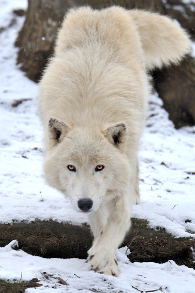 thatwanderinglonewolf:
“ Arctic Wolf Approach by Josef Gelernter
”