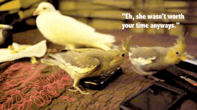 gifsboom:  Baby Cockatiels’ first 30 days. [video]