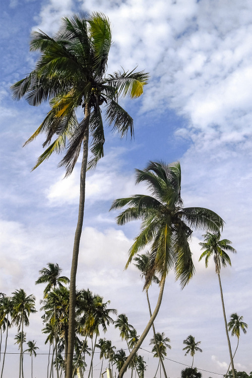  Palms of Trincomalee | Sri lanka