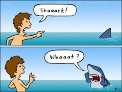 memeguy-com:  The life of a shark