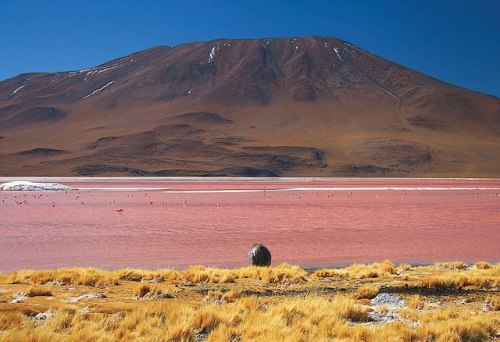 La Laguna ColoradaThe altiplano landscapes of South America contain may salars, in which salt eroded