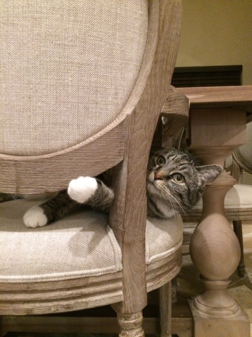 butwilltherebekitties:if you give a kitty a chair…{she will go craaaay}
