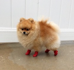 doggosource:red bottoms