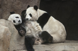 giantpandaphotos:  Hua Mei with her mother