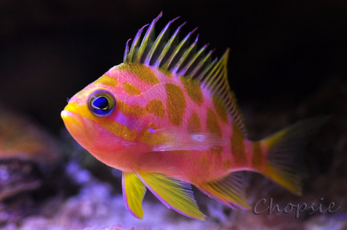 Blotched Anthias | Holanthias borbonius
(by Michael choppen)