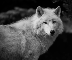 Stop Killing Wolves!