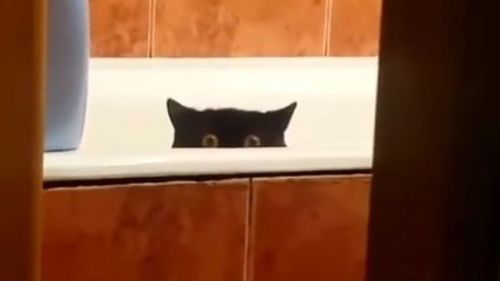 markv5: Кот украл свежую рыбу с кухонного стола и спрятался в ванной “The cat stole fresh fish from 