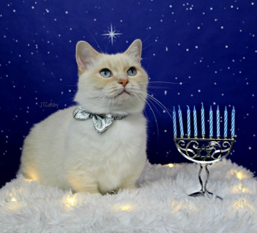 jtcatsby: May love and light fill your heart and home this Hanukkah Happy Hanukkah! #Hanukkah2017 #H