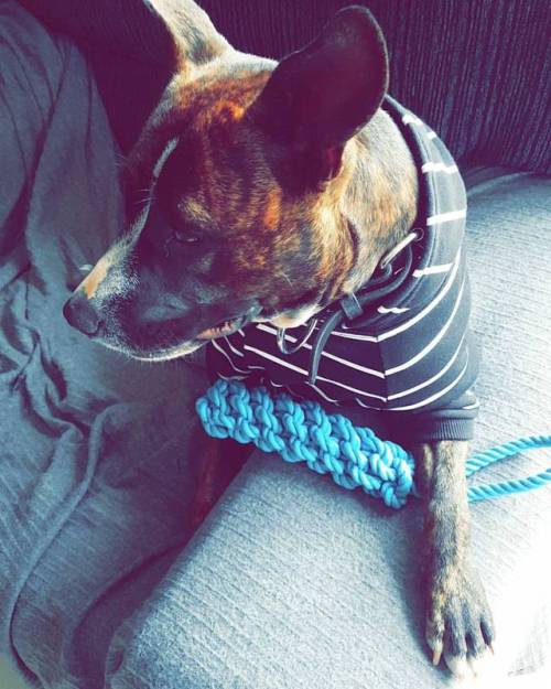 She got a new jumper and toys today // #Puppy #Cutest #RescueDog #NaughtyPup #HappyPup #LoveHer #Ty