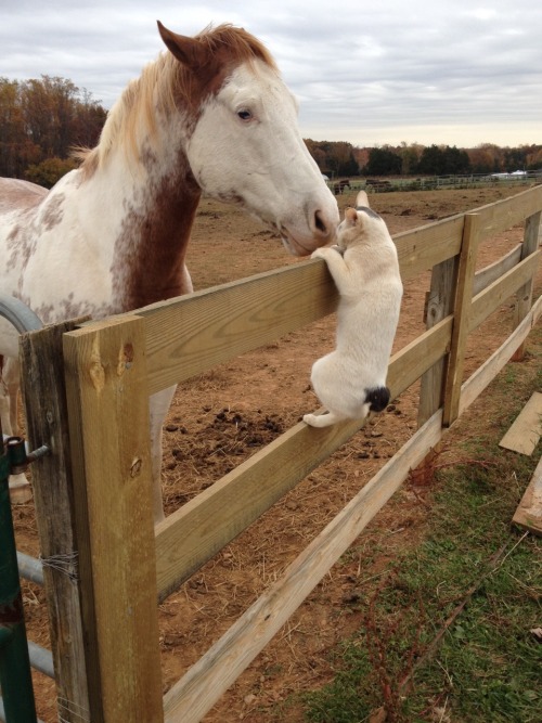 amnos-for-dream:  So one of our barn cats LOVES visiting with the horses. 