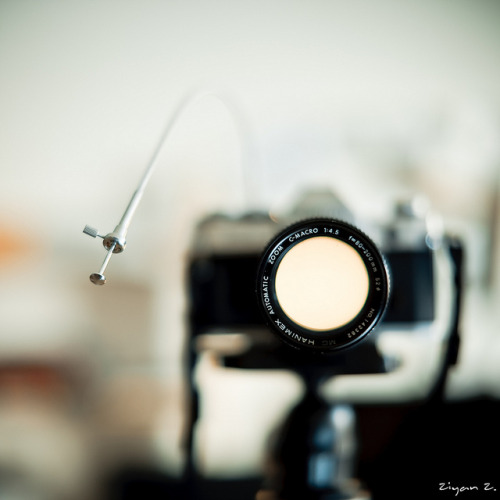 maako:  The cable release by Ziyan | Photography on Flickr.