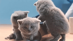 iraffiruse:  Where Kittens Come From [video]