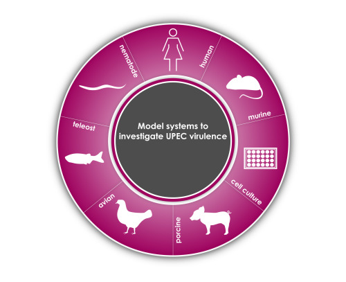 &rsquo;Minimalist E. coli model systems and invasion&rsquo; project by Travis Wiles via Beha