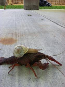 animals-riding-animals:  snail riding lobster