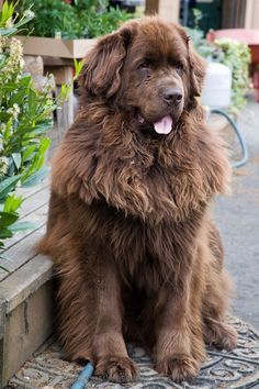 Harry Potter Characters As Dogs