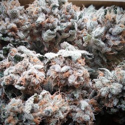 weedporndaily:  Iced out White Fire OG #5 I just trimmed.by @ograskal