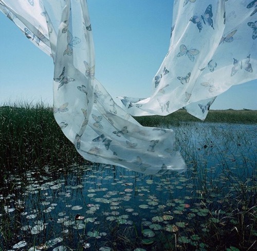 roseoilz:certain curtain into the world by rebecca reeve