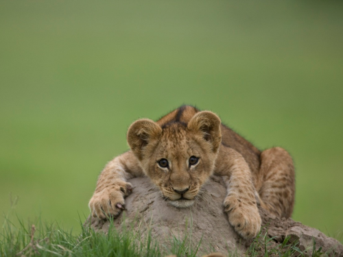 nubbsgalore:  lion cubs photographed by (click pic) jim richardson, dererck and beverly joubert, brandon harris, grégoire bouguereau and susan mcconnell. (previous posts on lions) 