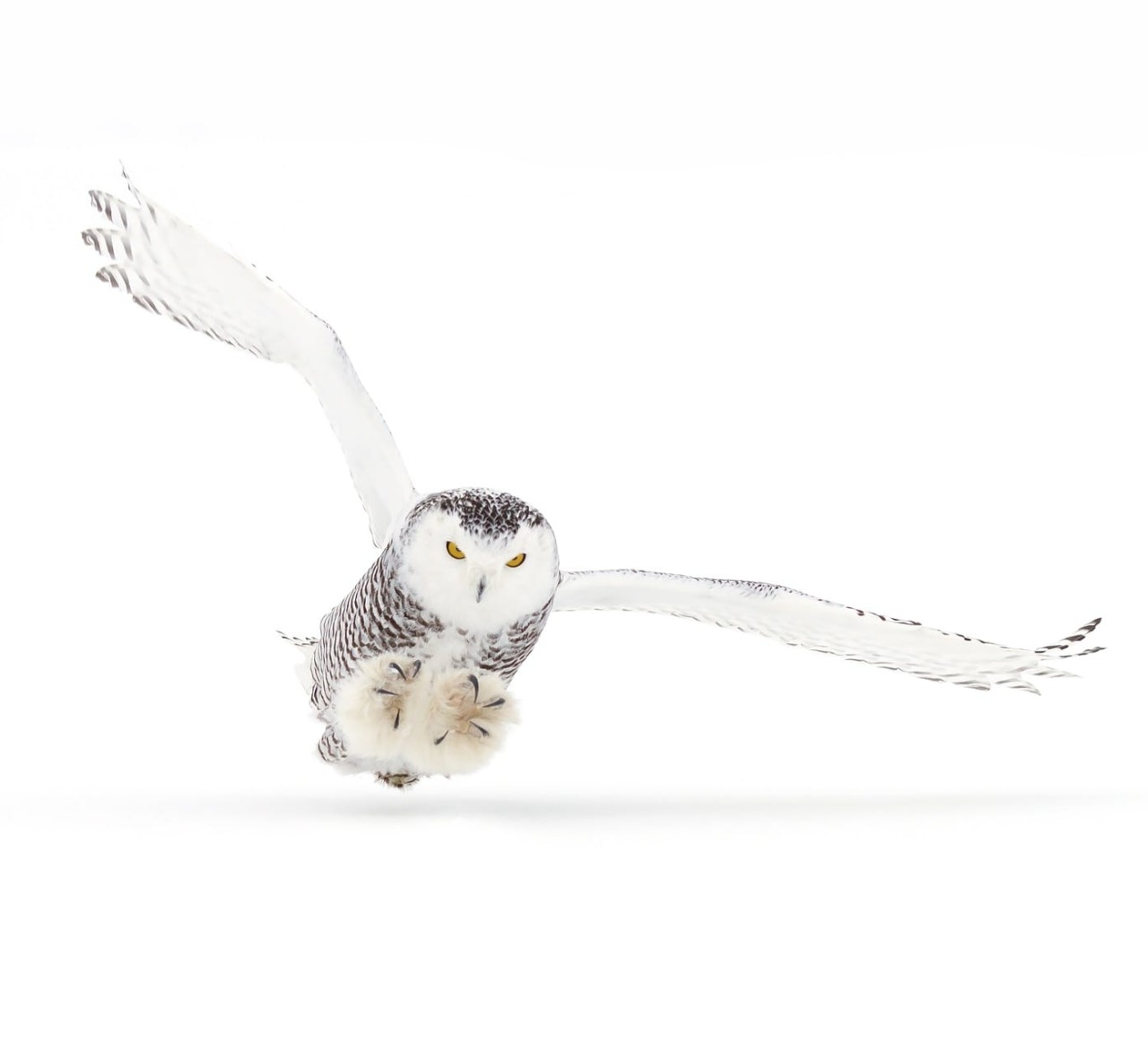 beautiful-wildlife:  Photo Series | ~ Snowy Owl coming in for the kill ~  Images