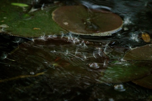 water photography