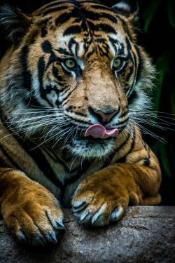 sdzsafaripark:   	CONRAD by Craig Chaddock    	