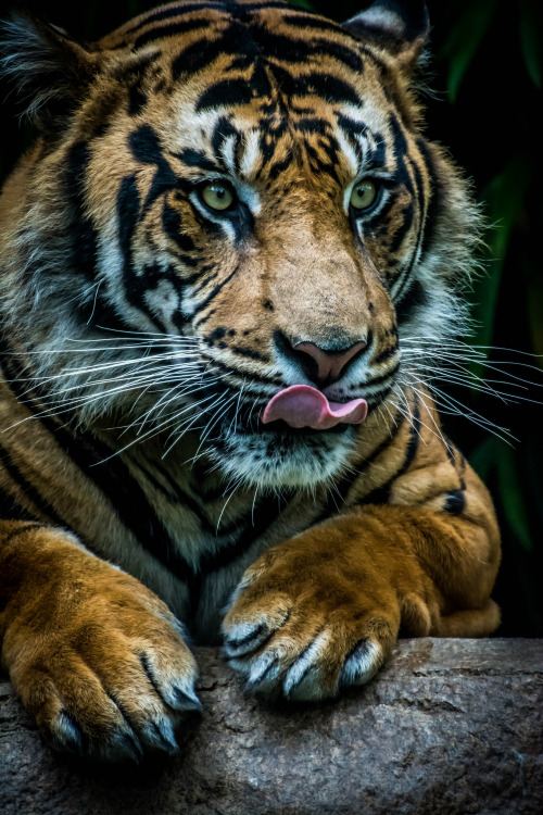 XXX sdzsafaripark:   	CONRAD by Craig Chaddock photo