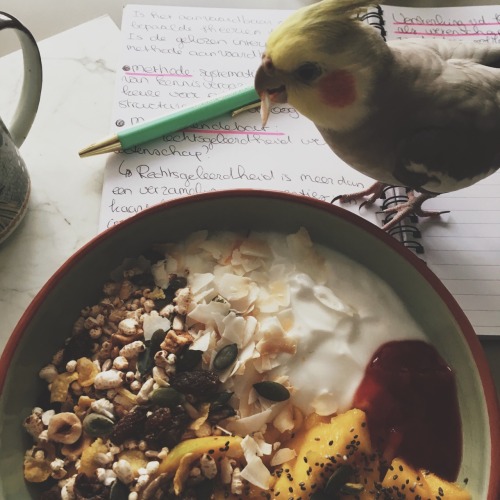 1/3/2016:Morning studying. Notes from yesterday while having breakfast together with my birdy friend