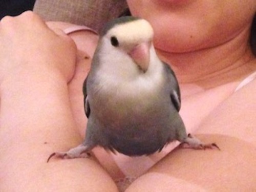 sweetiesugarbird: bird-bum: Why he do this WIDE STANCE