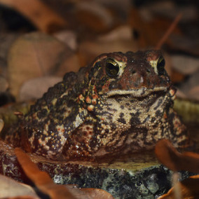 American Toad Stimboard for me bc i love themx/x/x-x/x/x-x/x/x