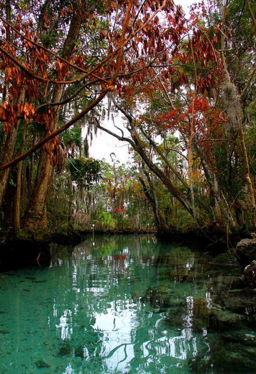 Fall colors along the Three Sisters Spring in Florida, USA (by B A Bowen).