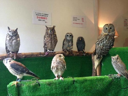 and-then-sara:catsbeaversandducks:Owl Cafe: Because Owls are Flying CatsJapan is known for it’