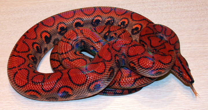 Rainbow Boa - High Red
Epicrates cenchria
Source:  Here