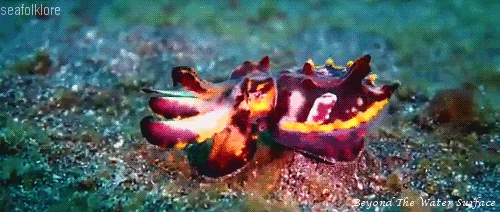 Flamboyant Cuttlefish By  Beyond The Water Surface 