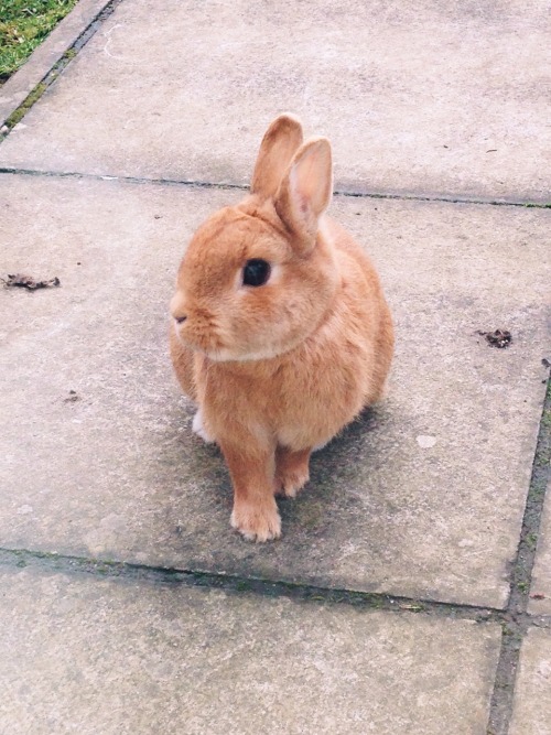 XXX celliie:  My rabbit legit knows what to do photo