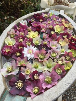 5-and-a-half-acres: Hellebore flowers, no