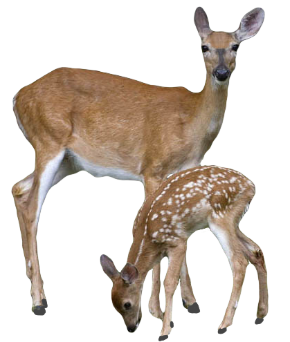 fawn