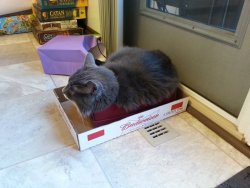 cat-overload:  My cat in a box, in a box.