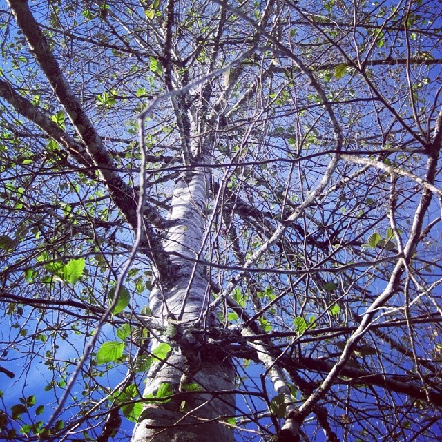Rama seca que cuelga del #árbol, nunca vuelve a tener hojas verdes&hellip; #photooftheday