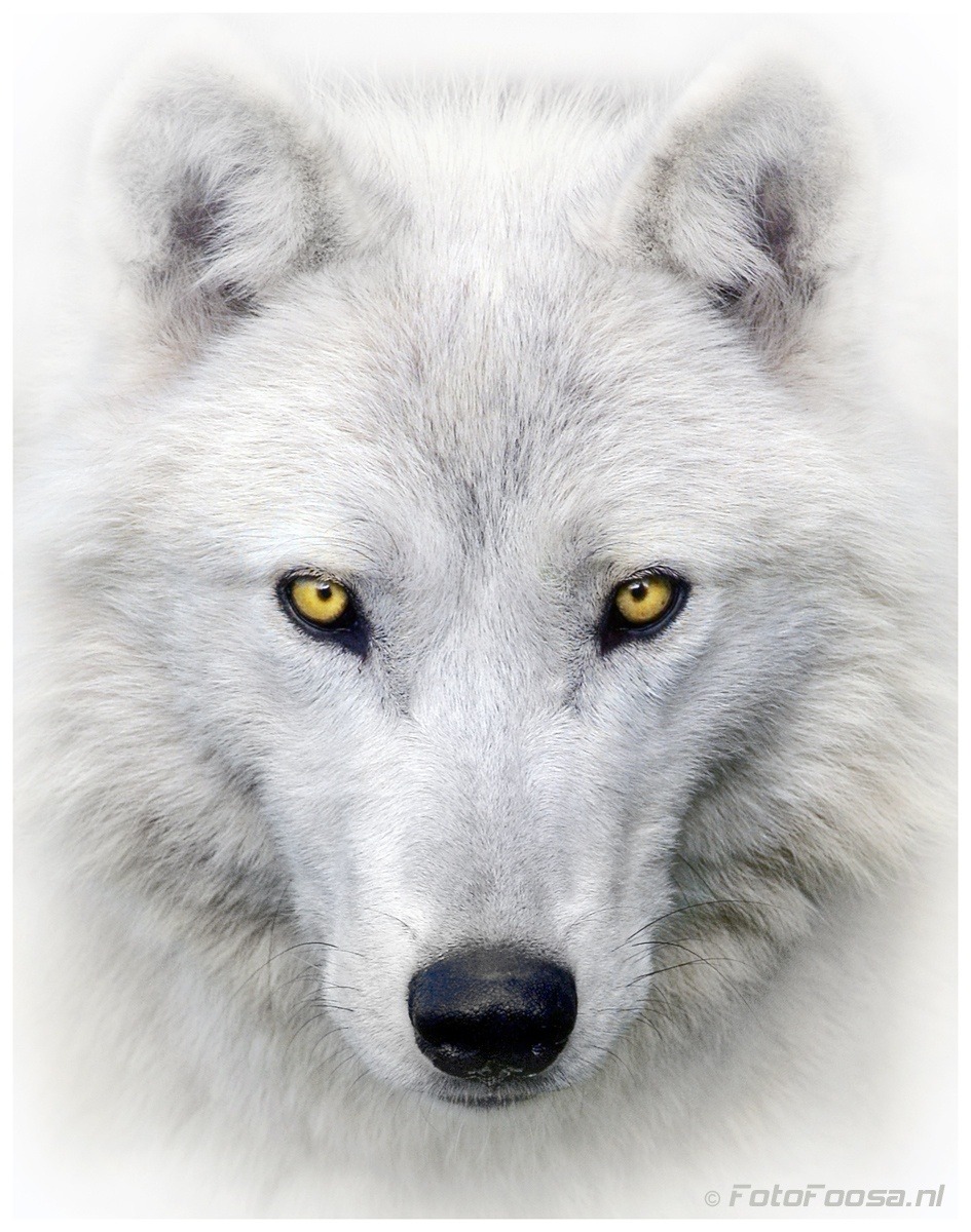 BELLISSIMA &hellip; DA PERDERCI L'ANIMA !!   THEWOLF