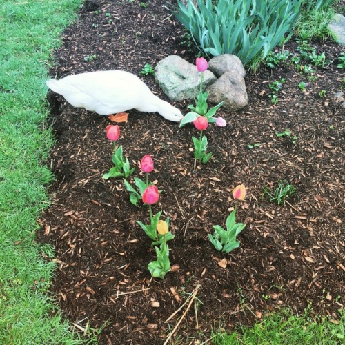 Darcy digs (&amp; sometimes destroys) tulips.