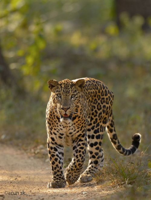 earthlynation:  Leopard Head On. Photo by Arun S K