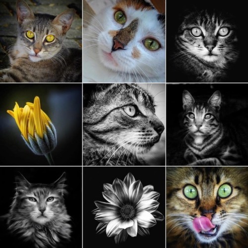 If you love beautiful art,  follow my friend @funda_sertdemir  #cat #cats #kitty #flowers #art #beat